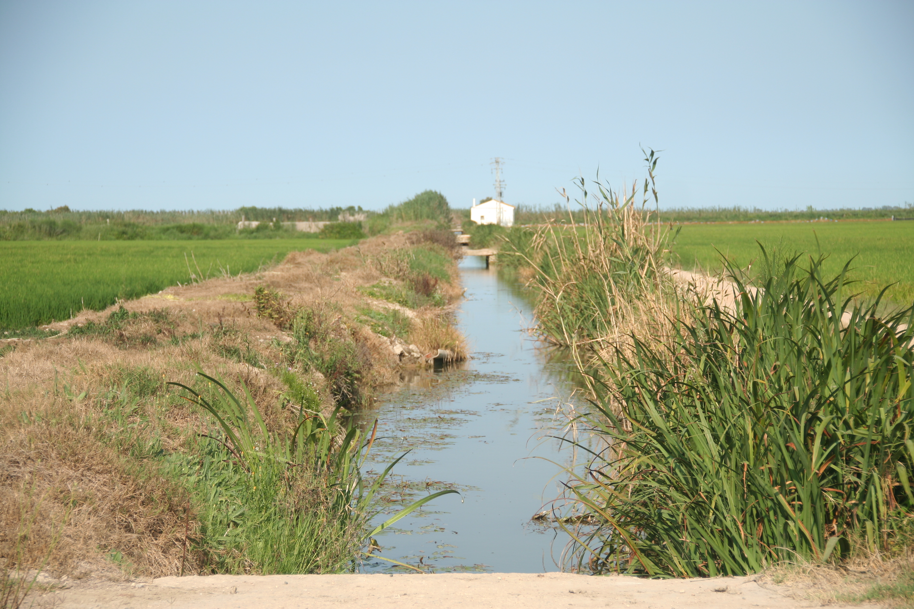 Acequia_Albufera