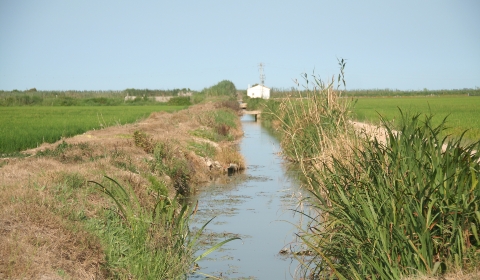 Acequia_Albufera
